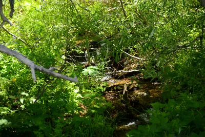 DSC_0029 (Large).JPG